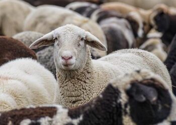 На Одещині будують вівцекомплекс на 3,5 тис голів — Новини Одеської області