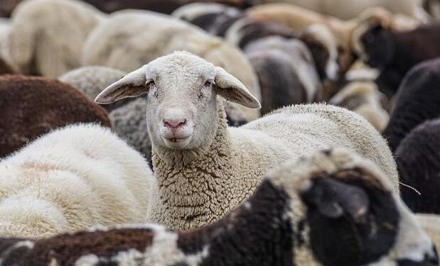 На Одещині будують вівцекомплекс на 3,5 тис голів — Новини Одеської області