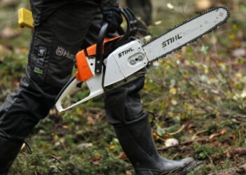 На Одещині чоловік спиляв у лісосмузі більше 100 дерев — Новини Одеської області