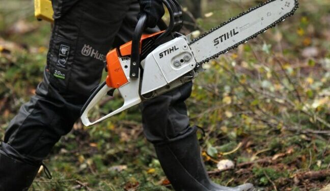 На Одещині чоловік спиляв у лісосмузі більше 100 дерев — Новини Одеської області