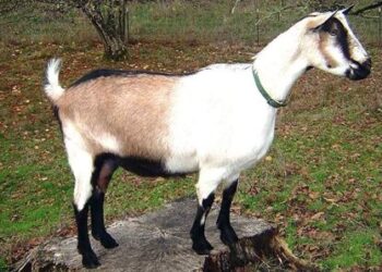 На Одещині чоловік вкрав у сусідки свійську тварину | Надзвичайні події Одесса та область