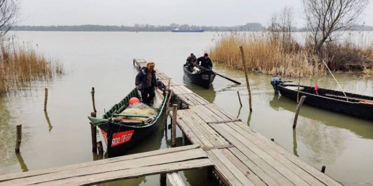 На Одещині рибалкам дозволили вилов дунайського оселедця