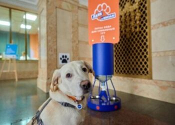 На Одеському залізничному вокзалі створюють комфортні умови для тварин | Надзвичайні події Одесса та область