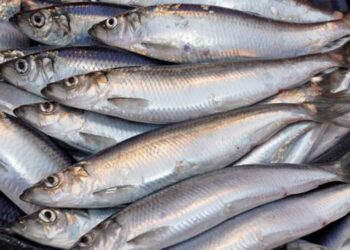 На ринках Одещини продають дунайський оселедець, вилов якого наразі заборонено