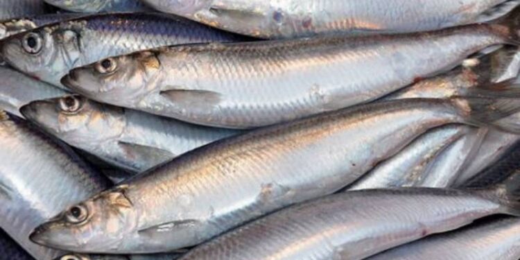 На ринках Одещини продають дунайський оселедець, вилов якого наразі заборонено