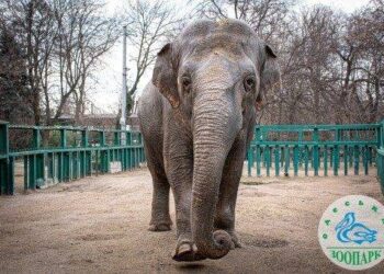 Найбільша одеситка виявляє норовливий і впертий характер