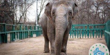 Найбільша одеситка виявляє норовливий і впертий характер
