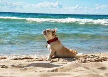 У ОК «Південь» розповіли, що думають про «пляжний сезон» в Одесі