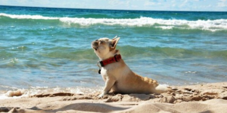 У ОК «Південь» розповіли, що думають про «пляжний сезон» в Одесі