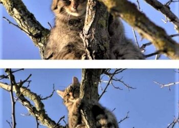 В Одеській області виявили червонокнижного лісового кота