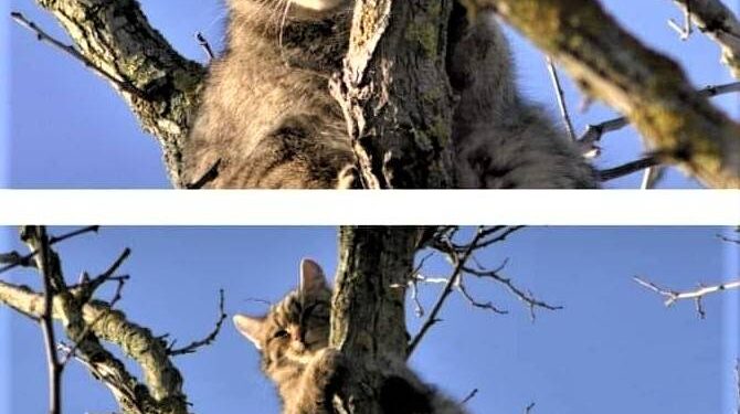 В Одеській області виявили червонокнижного лісового кота