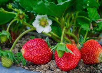 Чем подкормить клубнику в мае, чтобы была крупная и сочная