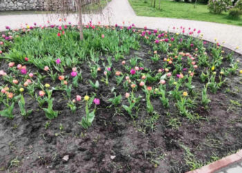 В Киеве на клумбах массово воруют тюльпаны, выкапывают даже деревья: фото