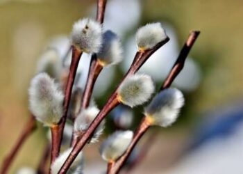 Вербное воскресенье 2023: когда отмечают праздник в Украине