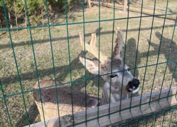 «Домівка врятованих тварин», що розташована у Львові розширює свою територію у Добротворській громаді – Новини Львова та області