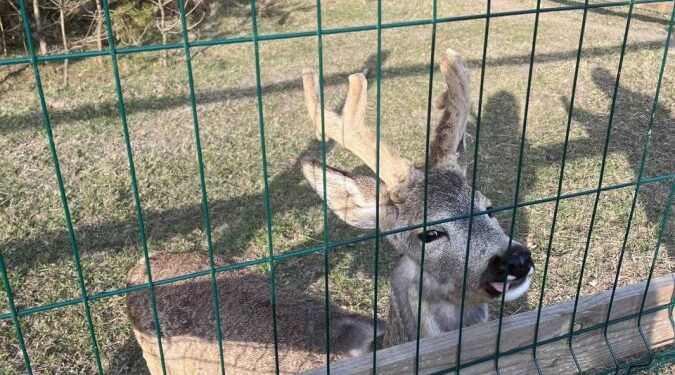 «Домівка врятованих тварин», що розташована у Львові розширює свою територію у Добротворській громаді – Новини Львова та області