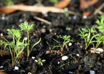 Как ускорить рост петрушки и укропа: лунный календарь огородника