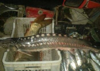 На Одещині затримали браконьера з дороговартісною та рідкісною рибою