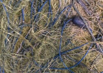 Одеські рибінспектори виявили невод з майже 100 кг креветки та атерини — Новини Одеської області