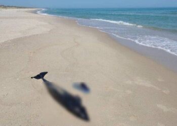 В акватории Черного моря массово гибнут дельфины: причины