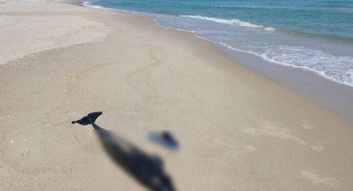 В акватории Черного моря массово гибнут дельфины: причины