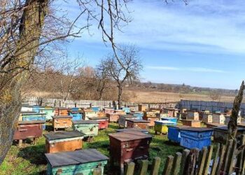 В Одеській області бджоли завадили чоловікові обікрасти пасіку | Надзвичайні події Одесса та область