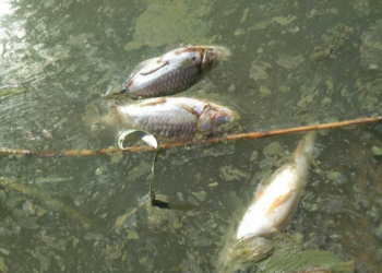 В озері Ялпуг гине риба