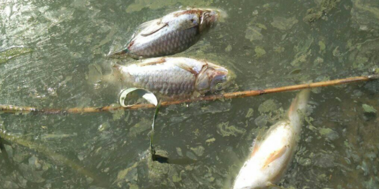 В озері Ялпуг гине риба