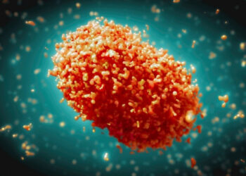 Оспа обезьян остается чрезвычайной ситуацией в мире — ВОЗ