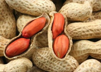 В Украину из Египта завезли ядовитый арахис из Египта