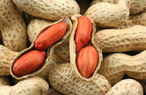 В Украину из Египта завезли ядовитый арахис из Египта