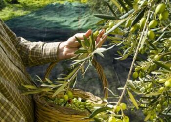 В Португалии из-за засухи временно запретили выращивать оливки и авокадо