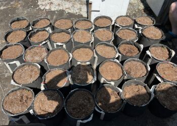 На Кіровоградщині судитимуть банду за вирощування конопель та збут наркотиків. ФОТО | Кримінальні новини