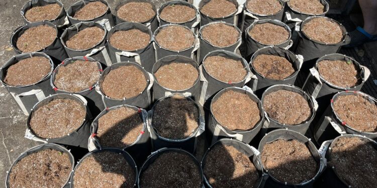 На Кіровоградщині судитимуть банду за вирощування конопель та збут наркотиків. ФОТО | Кримінальні новини