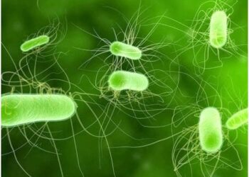 В модульном городке для переселенцев во Львове — вспышка кишечной инфекции: заболело 32 человека