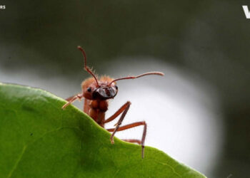 Ученые хотят научить муравьев выявлять у людей онкологию