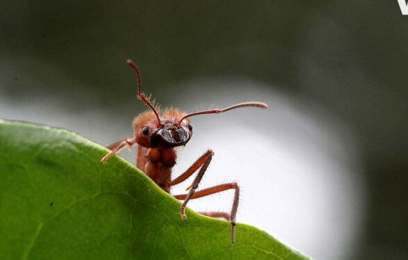 Ученые хотят научить муравьев выявлять у людей онкологию