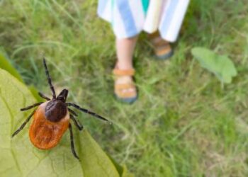 В Днепропетровской области за 2023 зафиксировали 8 случаев болезни Лайма