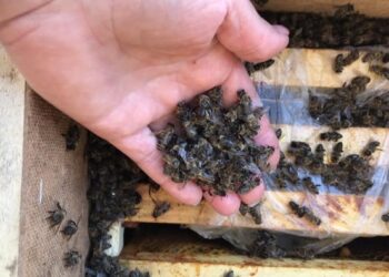 Инцидент с «Укрпочтой»: как пчеловодам защитить свои права — Суспільство Одеси