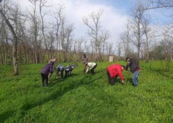 На Одещині відновлюють ліс, що вигорів | Надзвичайні події Одесса та область