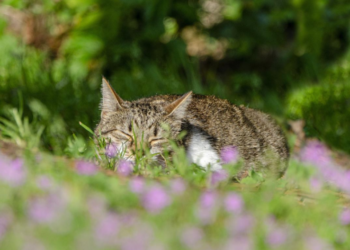 Середина травня порадує українців довгоочікуваним теплом