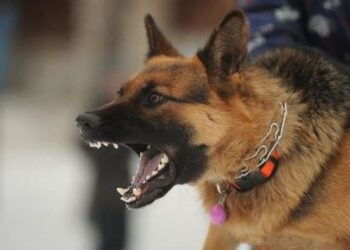 В Одеській області почастішали випадки нападу собак небезпечних порід | Надзвичайні події Одесса та область