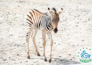 В Одеському зоопарку приємне поповнення | Надзвичайні події Одесса та область
