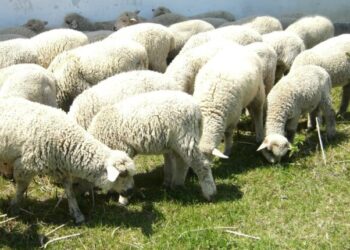 Ведення вівчарства на Одещині внесли до переліку культурної спадщини України — Новини Одеської області