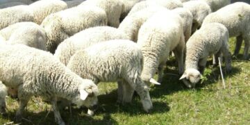 Ведення вівчарства на Одещині внесли до переліку культурної спадщини України — Новини Одеської області