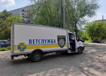 Зооконтроль знов у Арцизі: в місті стерилізуватимуть безпритульних собак