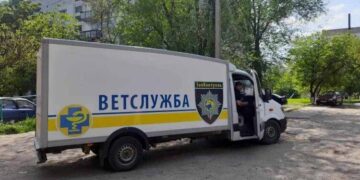 Зооконтроль знов у Арцизі: в місті стерилізуватимуть безпритульних собак
