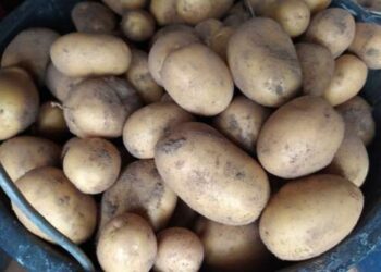 В Украине резко выросли цены на картошку