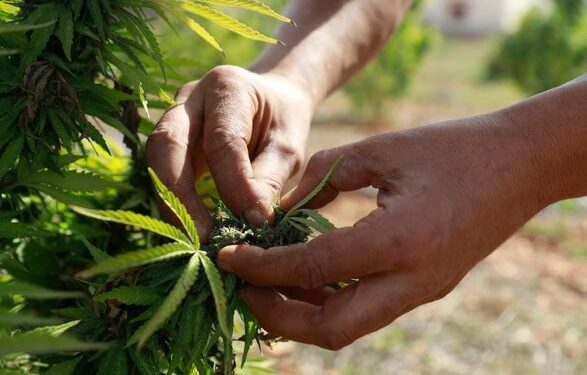 Законопроект о медицинском каннабисе планируют рассмотреть в ближайшее время