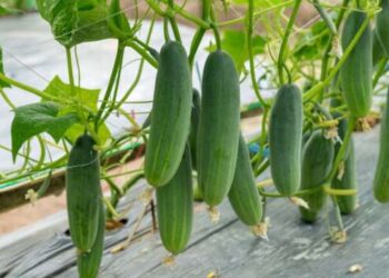 Как увеличить урожай огурцов и помидоров: лучшие народные удобрения